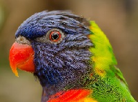 Closeup of a colorful bird face