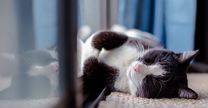 A black and white cat asleep on carpeted floor