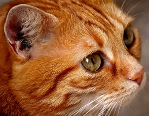 Closeup of a cat's face