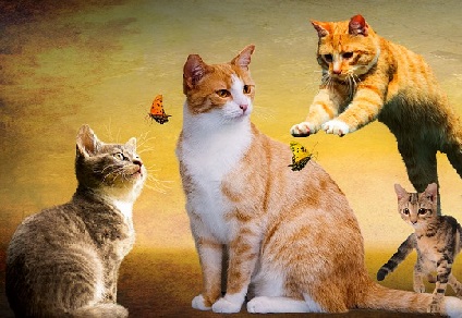 Three adult cats and a kitten in various poses