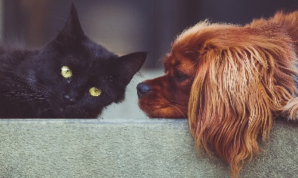 A cat and dog being friends