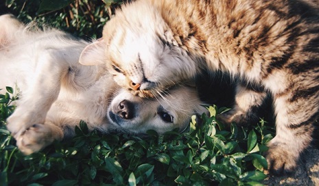A cat and dog rubbing heads together