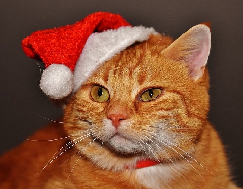 Adult cat wearing a Christmas hat
