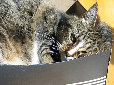 A cat appears to rest comfortably in a small cardboard box