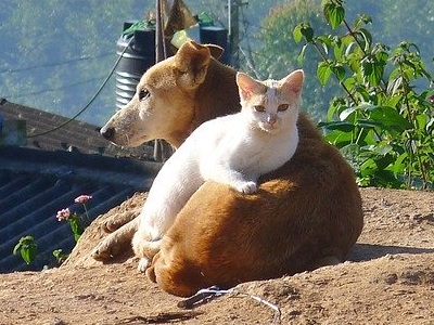 Cat resting on a dog