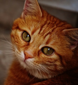 Yellow striped kitten looking at the camera