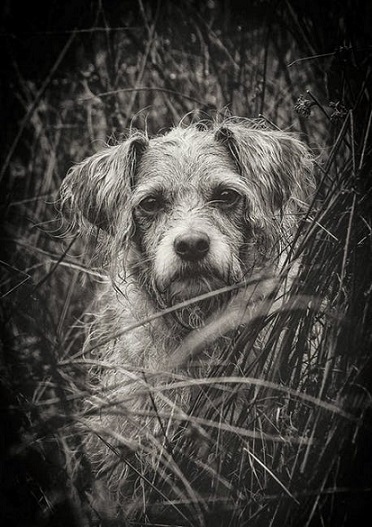 A muddy dog hides in the weeds