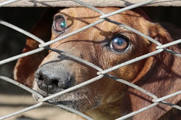 A closeup of a dog looking through a chain link fence