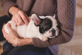 A woman petting a sleeping puppy