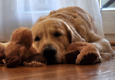 Adult dog lying on the floor