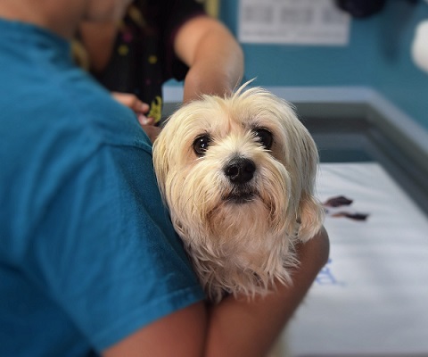 A vet tech holds a dog while the vet provides treatment.