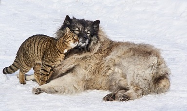 A cat and dog snuggling in the snow
