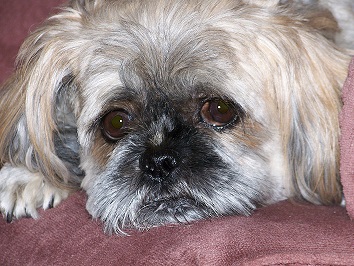 Close up of a small dog
