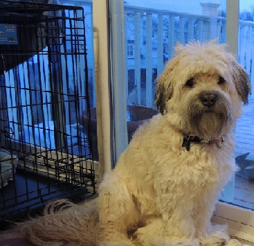 A dog becomes familiar with a crate.