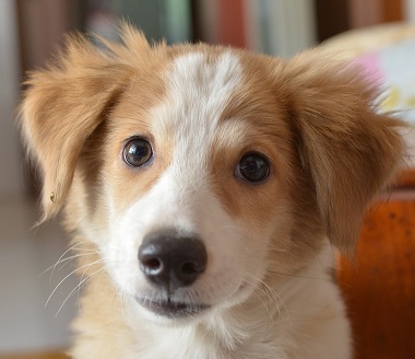 Dog advocating for flea prevention