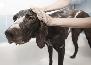 Dog getting bathed for flea and tick prevention