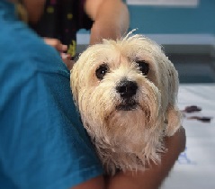 Vet administering medication to a young white dog