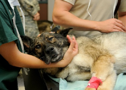 Adult dog being treated by a veterinarian