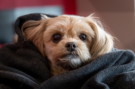 Dog wrapped in a blanket