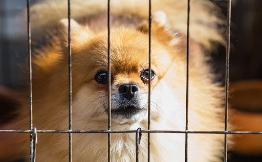 A small dog peeps through the wire on a kennel