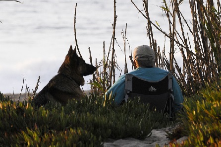 A German Shepherd appears to be listening intently to a man on the lakefront