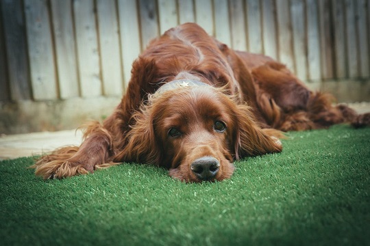 Dog with a sad expression lying down