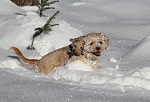 Small white dog playing in snow