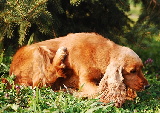 A dog lying in the grass scrathing himself