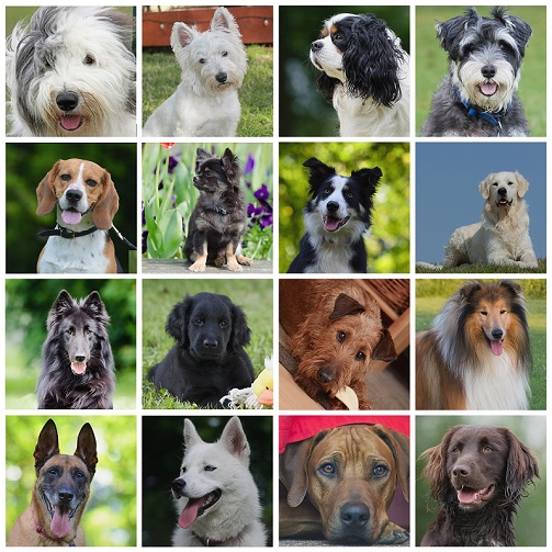 A collage of 16 dogs