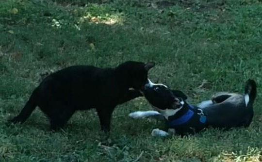 Dylan and Dawg getting ready to stare one of their daily brawls