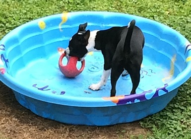 Dylan plays with his favorite ball in his swimming pool when it has no water.