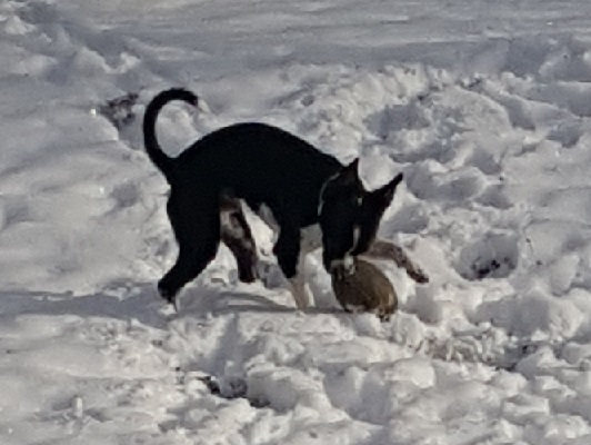 Dylan in the snow with his football