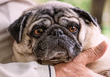 An elderly man holding an elderly pug in his lap