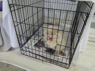 A feral cat waits in a trap to spayed or neutered at the Franklin County Humane Society TNR Clinic in December 2014.