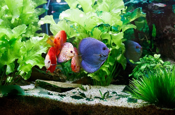Fish swimming in a home aquarium