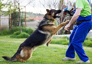 A German Shepherd dog playing ball with a human