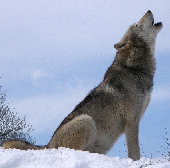 Grey wolf with its head up howling at the sky