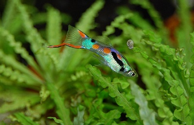 A guppy swims around the aquarium