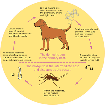 Graphic of the heartworm lifecycle.