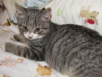 Henery P resting