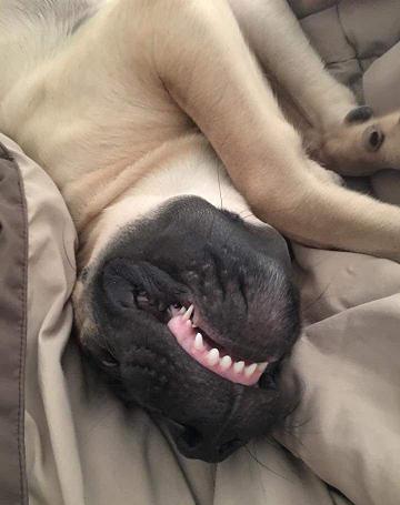 Hercules smiles for the camera. Hercules' human is Carey Petrey.