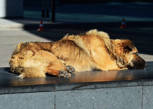 A homeless dog lies on grate for warmth