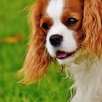 A King Charles Spaniel appears in deep thought.
