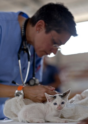 Veterinarian with a kitten in the examination room