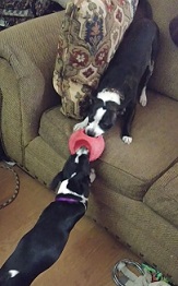 Knox and Dylan play tug of war with a ball