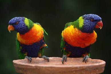 A pair of Lorikeet Rainbow Parrots sitting on a dish