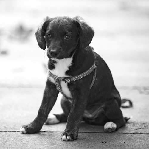 A puppy with harness and collar sitting on the street looking sad and lost