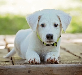 White furry puppy looks intently at the camera