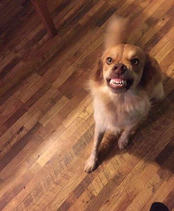 Odin smiles for the camera.