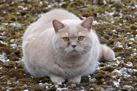 An overweight cat crouches in the grass